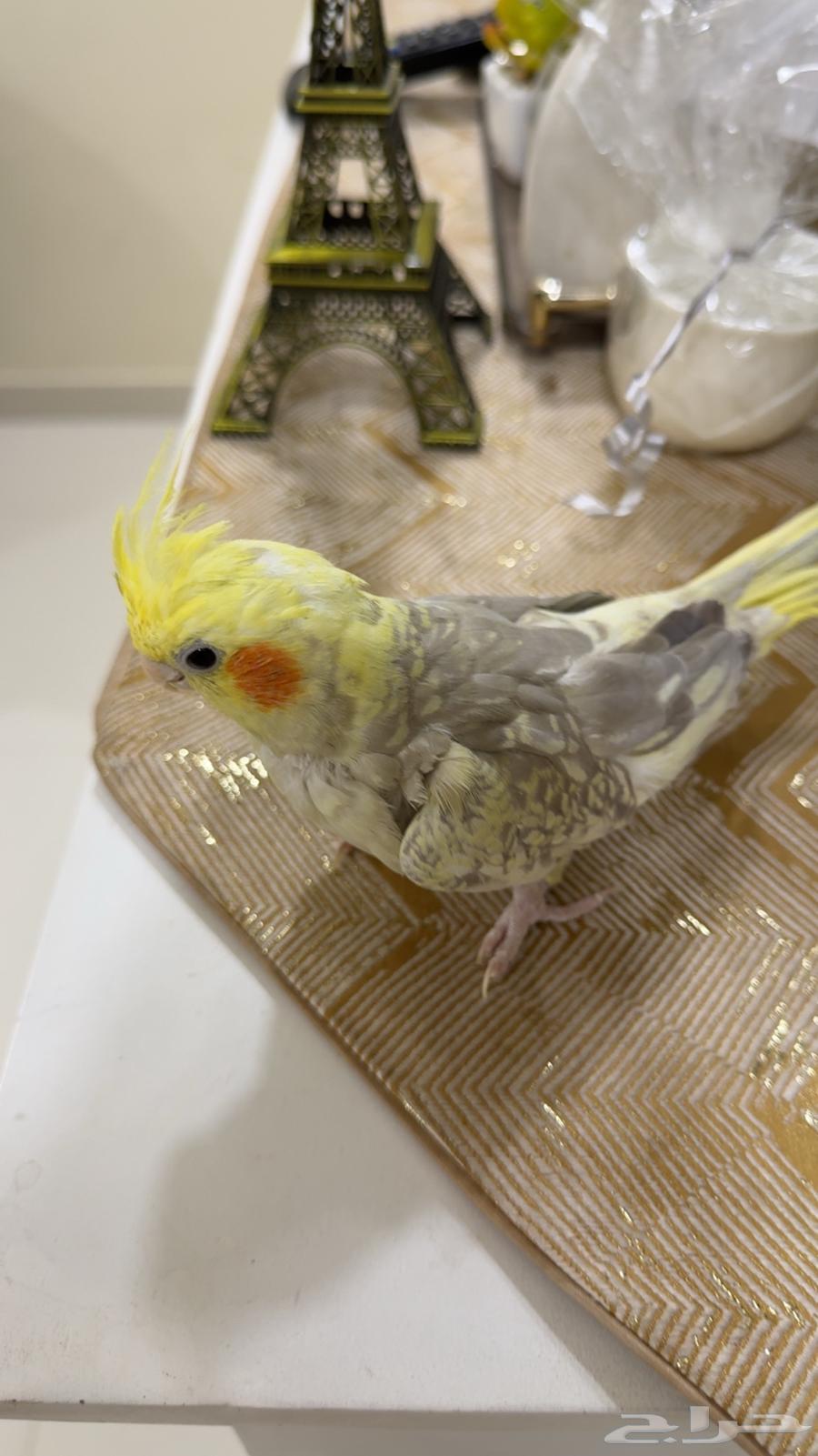 Crows for sale63386750537091113