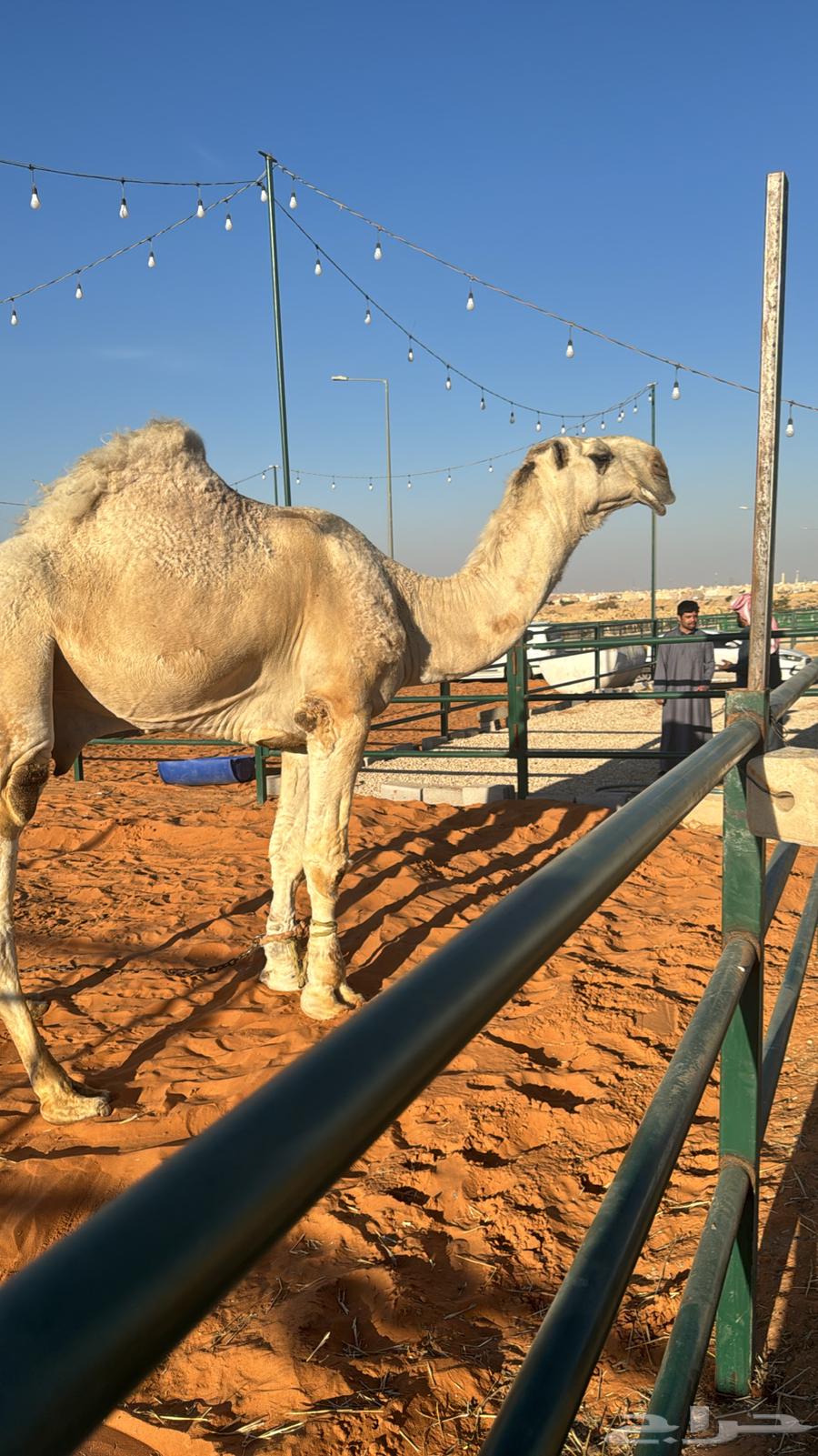 حوش ابل في سوق غرب الرياض لتقبيل اوللايجار63381115437187111