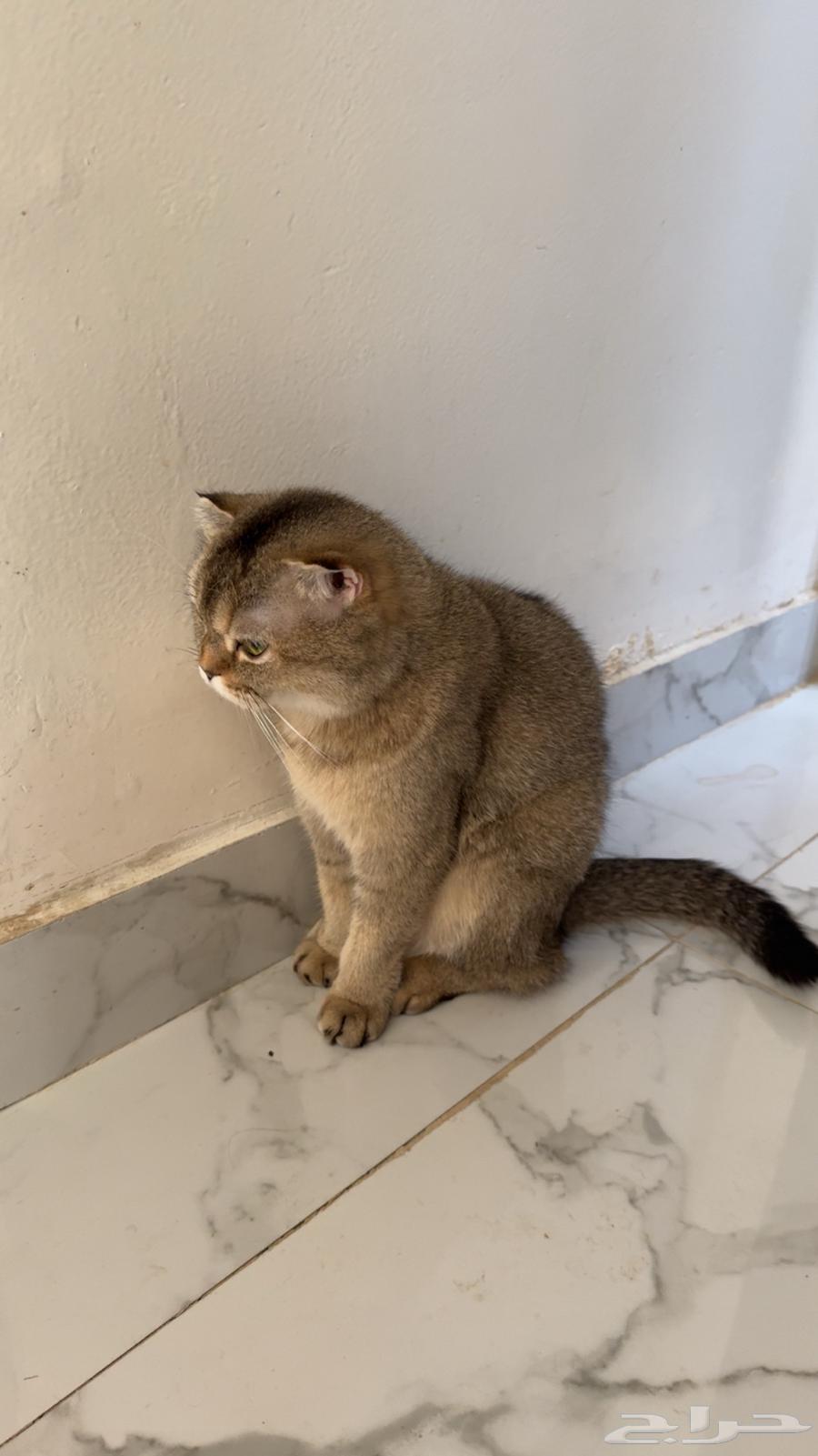 قط سكوتش للبيع63387955598466112