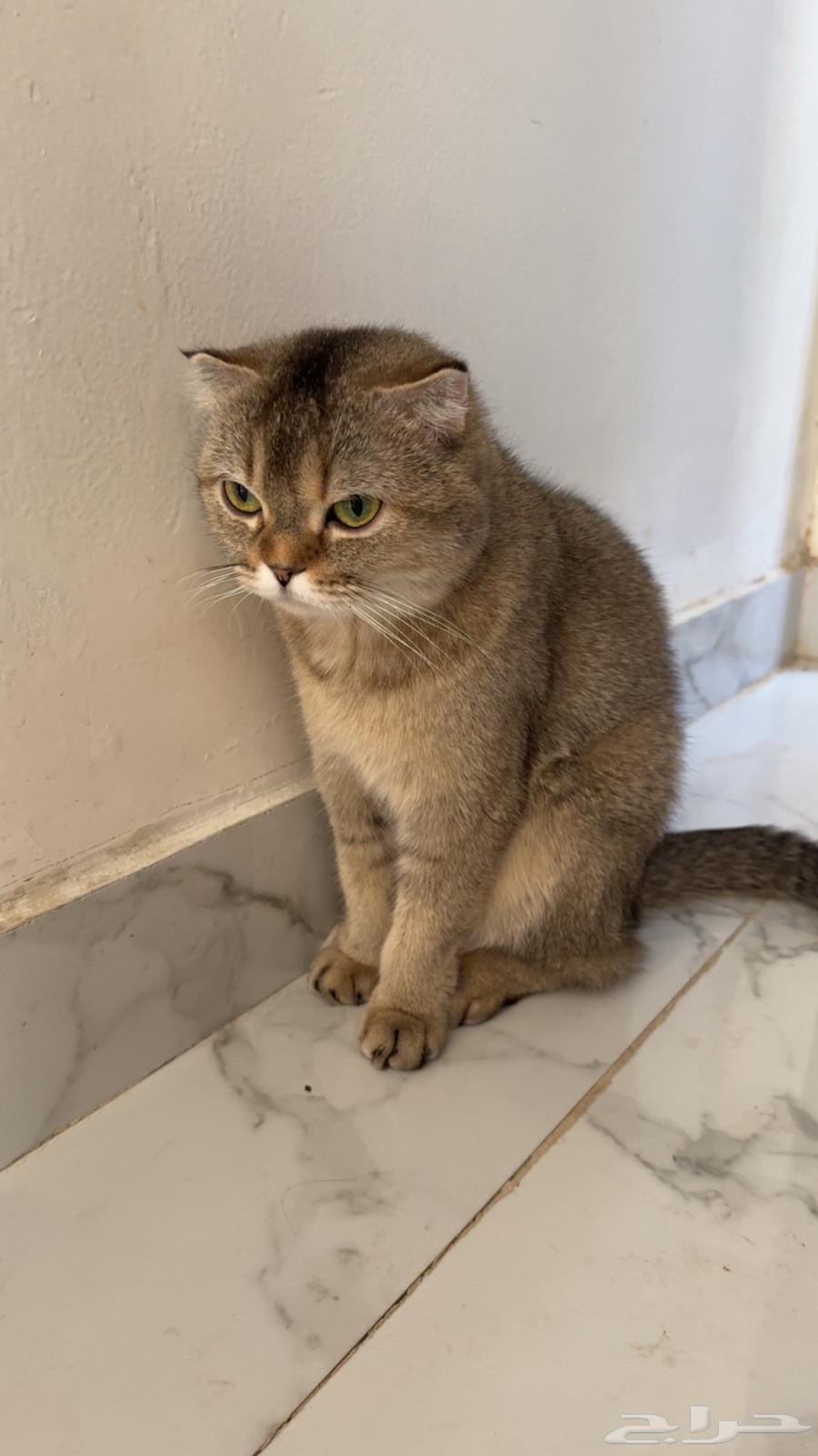 قط سكوتش للبيع63387955598466113