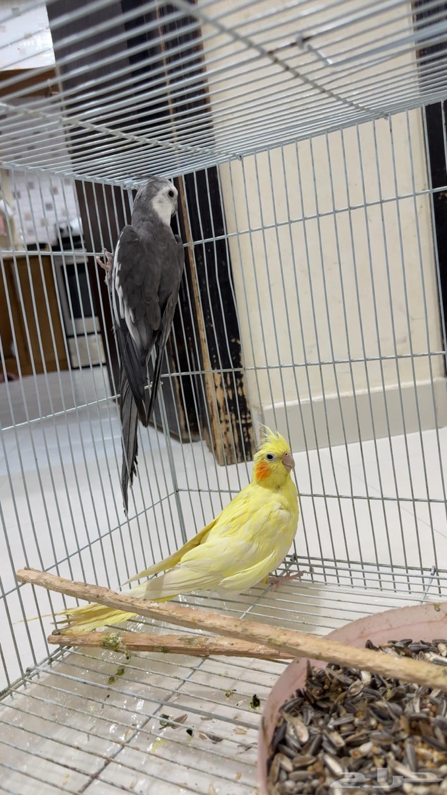 Crows for sale63386750537091111