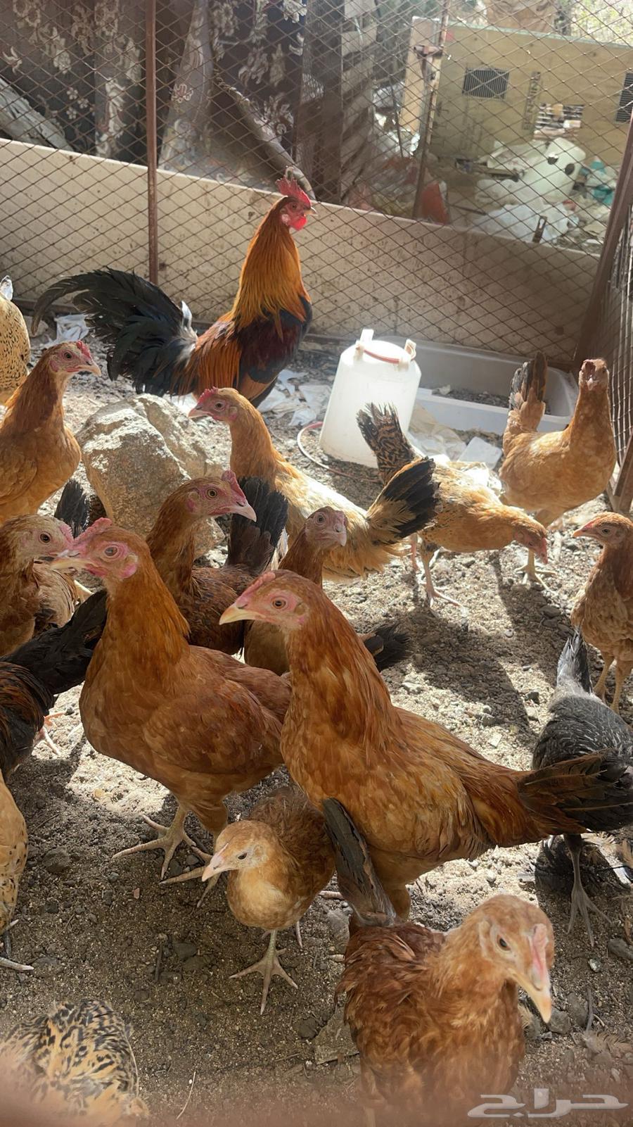 Local chicken for sale63386460624642110