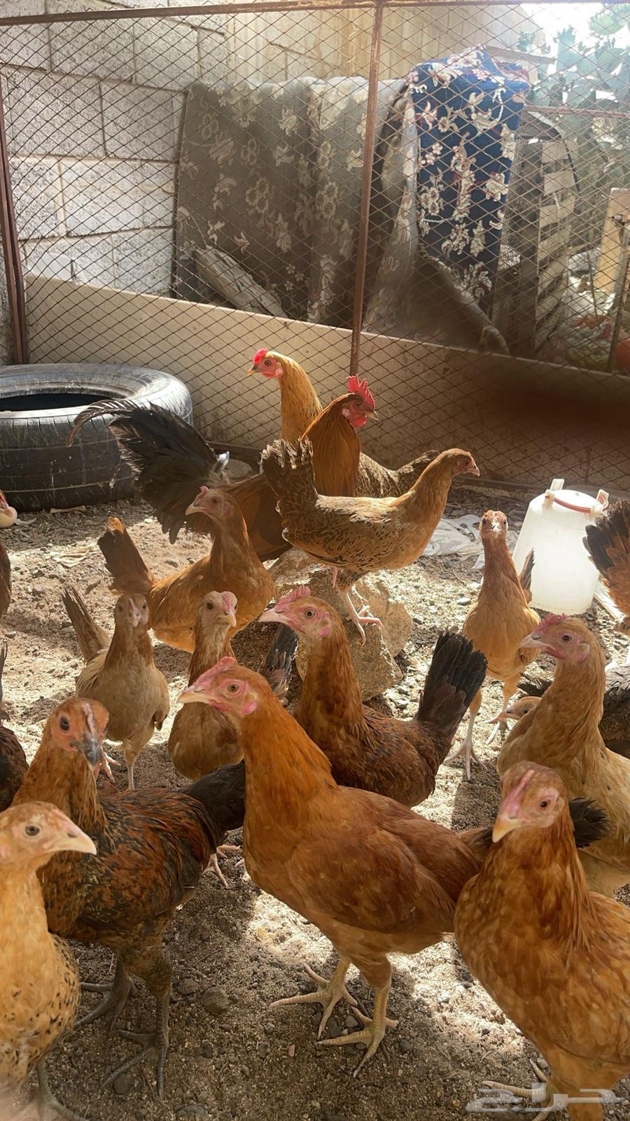 Local chicken for sale63386460624642111