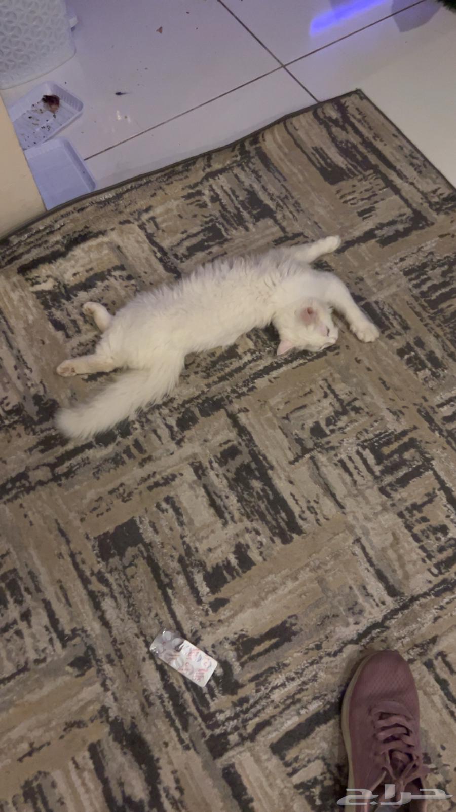 قطه شيرازيه63385940319233112