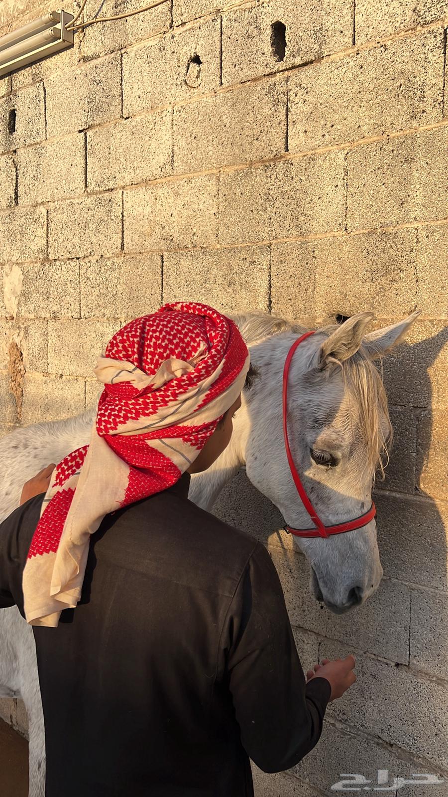 حصان شعبي63386460798593110