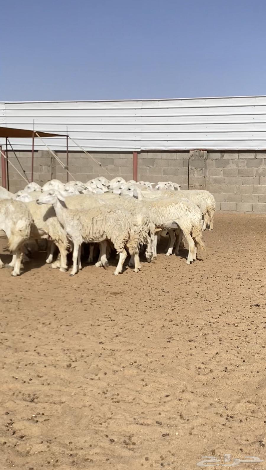 Offspring of 47 free-range rams with 46 under a stud ram (Sold)63387539032449114