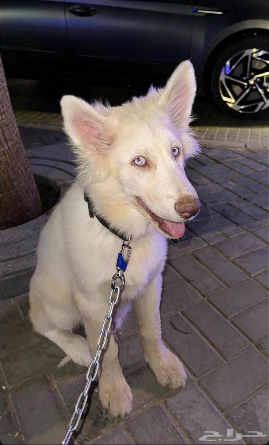 Husky633887057346591120