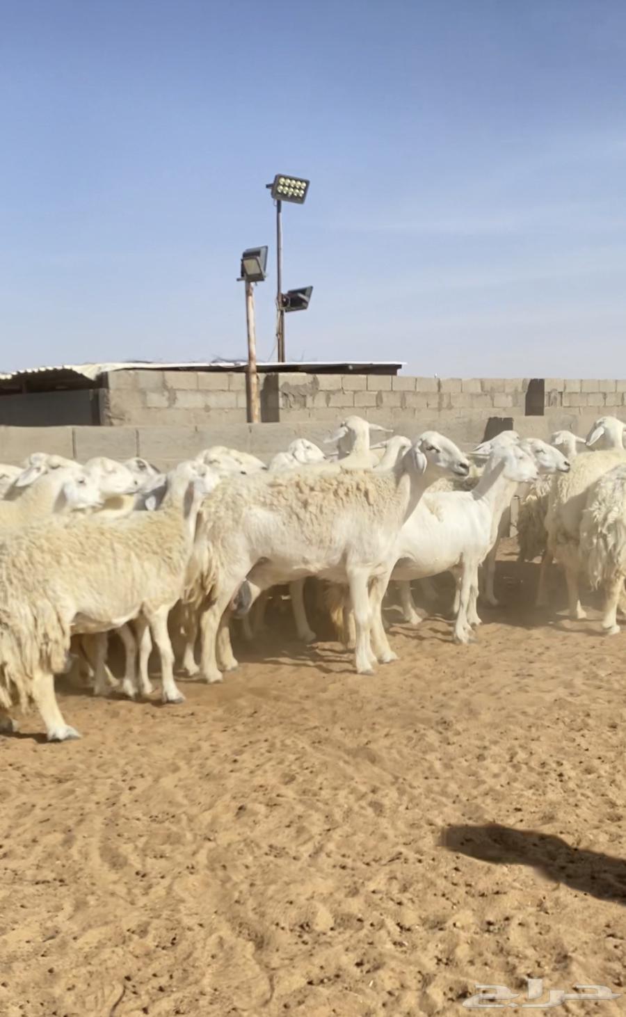 Offspring of 47 free-range rams with 46 under a stud ram (Sold)63387539032449113