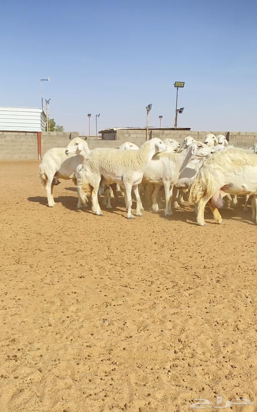 Offspring of 47 free-range rams with 46 under a stud ram (Sold)63387539032449110