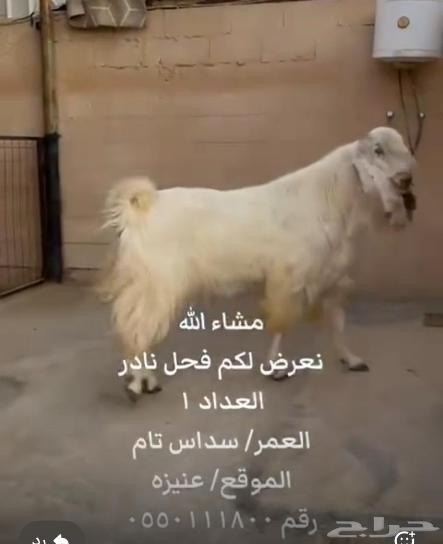 فحل شامي فاخر63387247239681112