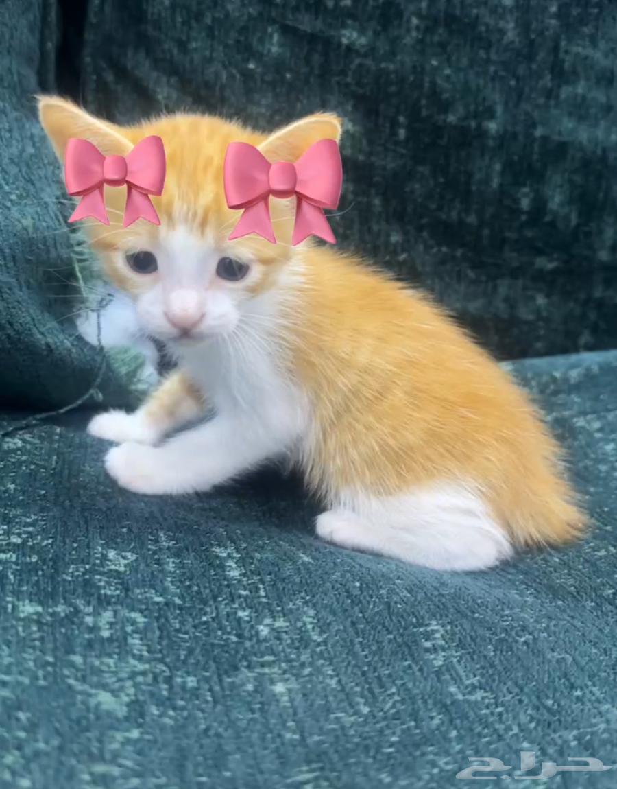 One-month-old cat named Nuni for sale, 200 and loves to play63387642224257111