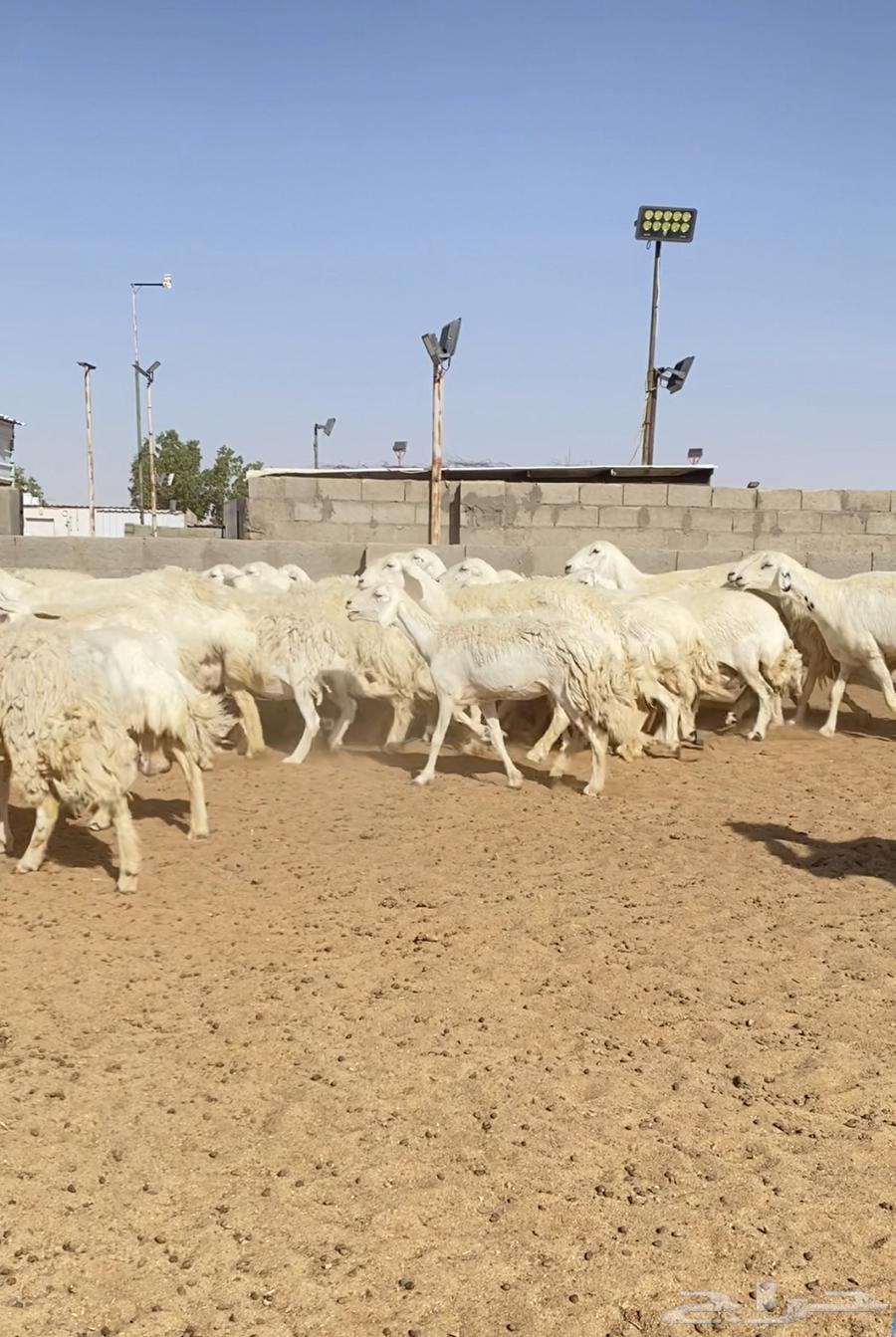 Offspring of 47 free-range rams with 46 under a stud ram (Sold)63387539032449112