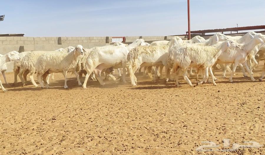 Offspring of 47 free-range rams with 46 under a stud ram (Sold)63387539032449111