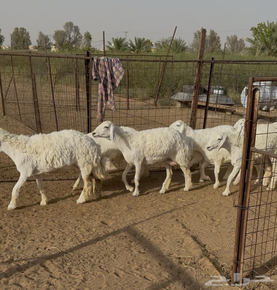 25 Khal Freedom Kafou (Sold)63386539885571111