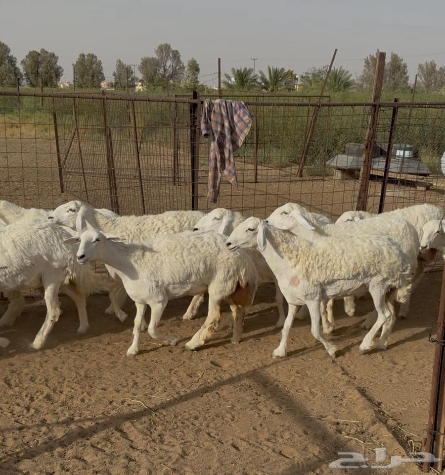 25 Khal Freedom Kafou (Sold)63386539885571110