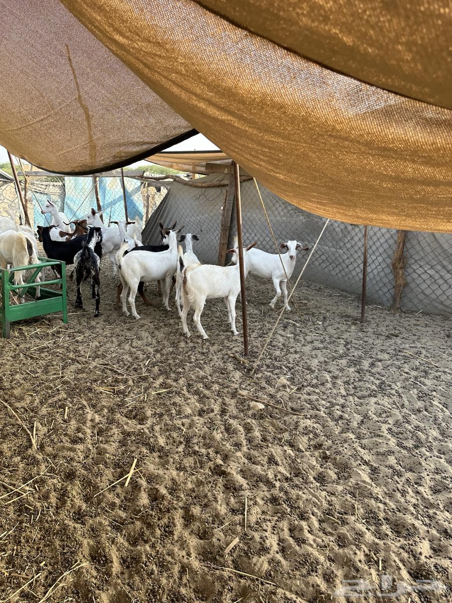 Local lambs for sale63380980202626110