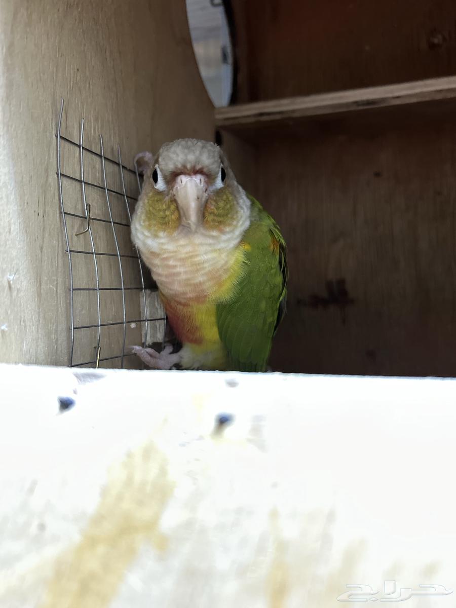 Breeding pair of Canaries633867259644181115
