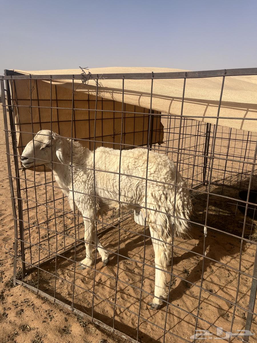 خروف حري للبيع انتاجه طيب ملاحضه الخروف ماينسف يقرع علا مسك63437836401537112