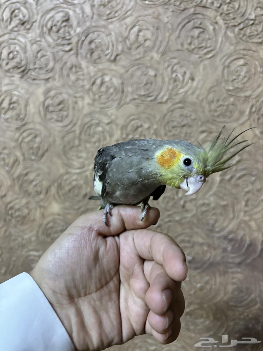 كروان اليف63387248335873114