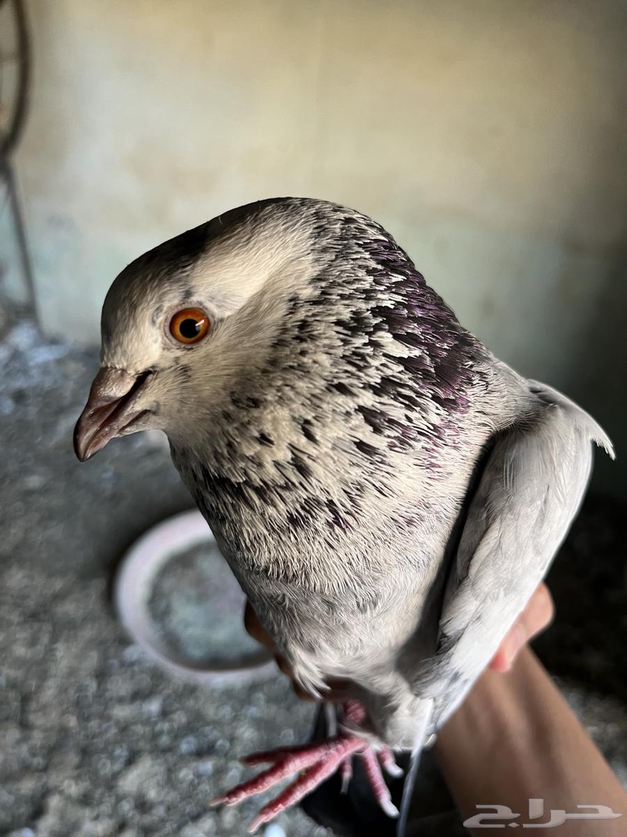 Pigeon Breeding Problem63388299717763111