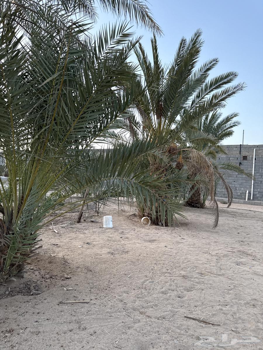 Date palms for sale63386803178370110