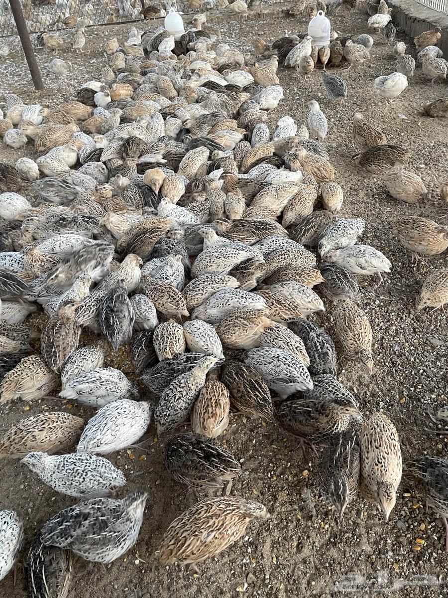 للبيع سمان63387298315905112