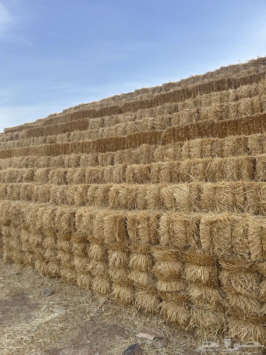 Barley and wormwood mixture633882995456021117
