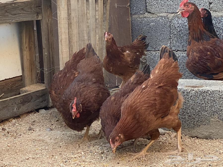 French Chicken Shayr63386304373122114