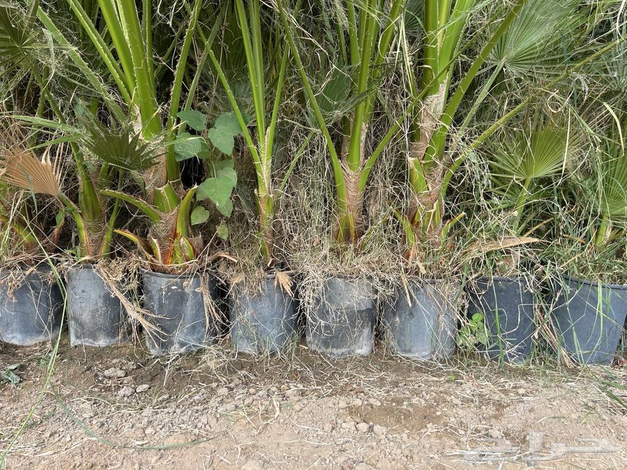 Ornamental palm trees for sale63387067871363111