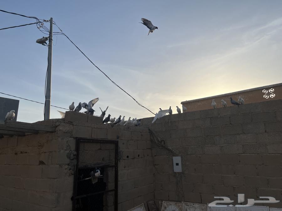 Pigeon Breeding Problem63388299717763114