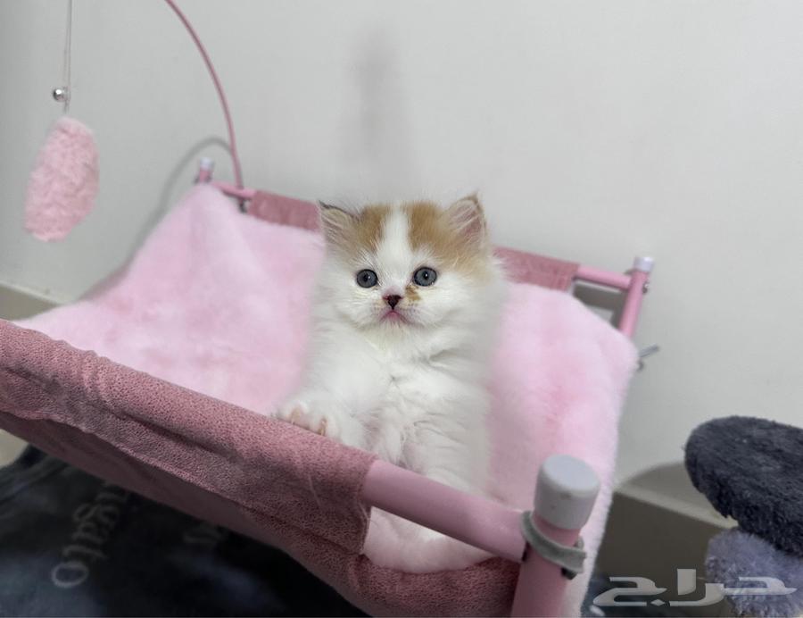 For sale Kitten Half Persian63387408100355112