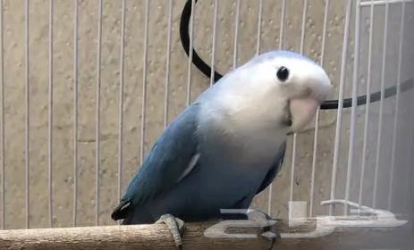 زوج روز63388947033090110