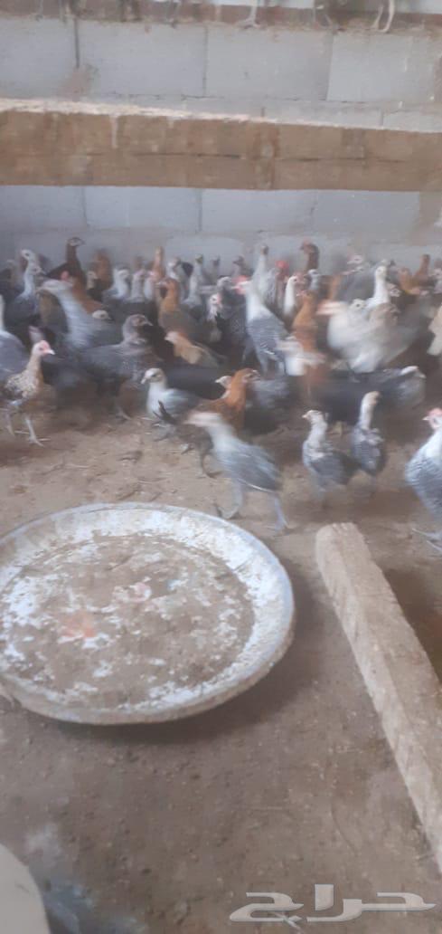 دجاج بلدي مشكل الأعمار63386963873281114
