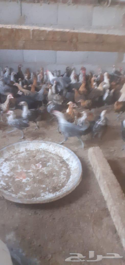 دجاج بلدي مشكل الأعمار633869638732811125