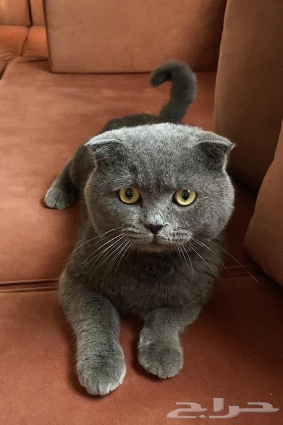Scottish Fold cat for sale.63386251449217111