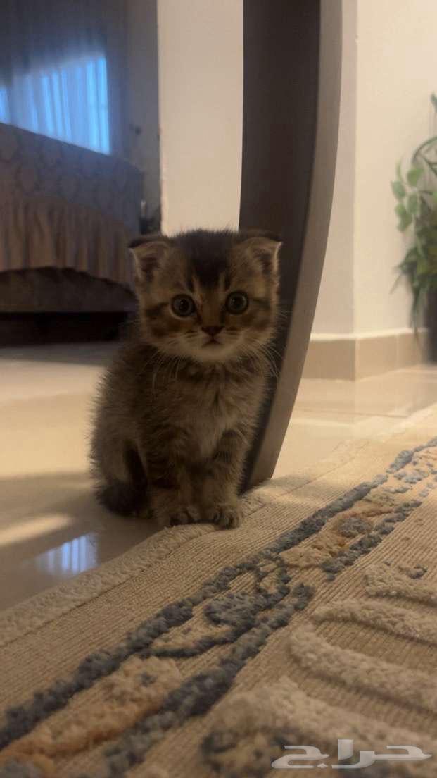 قط سكوتش فولد مهجن63385836324737112