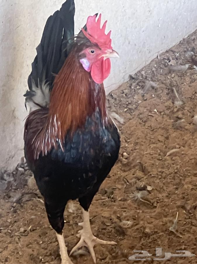 ديك عربي أحمر عرف افرق63387900175619113