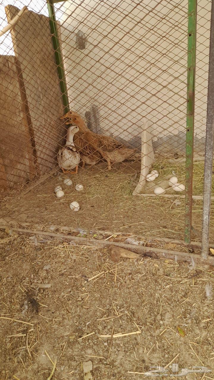 Duck633879032179211129