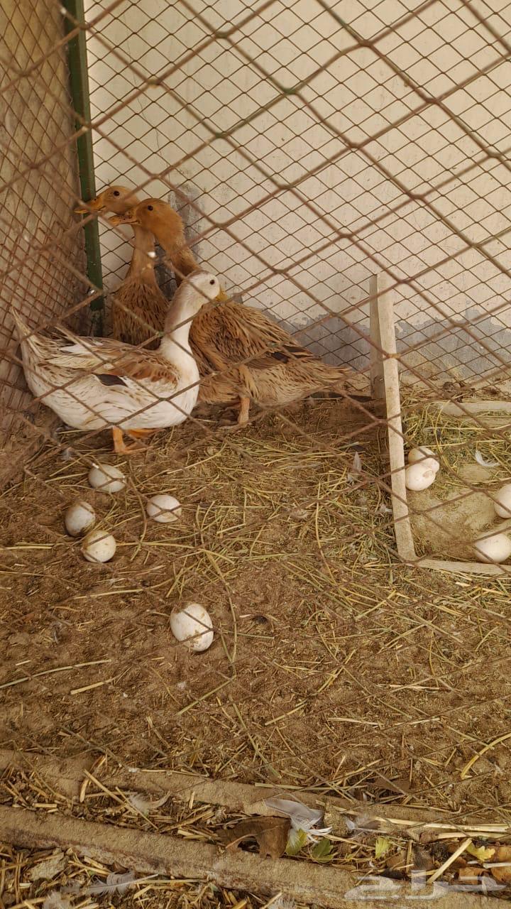 Duck63387903217921111