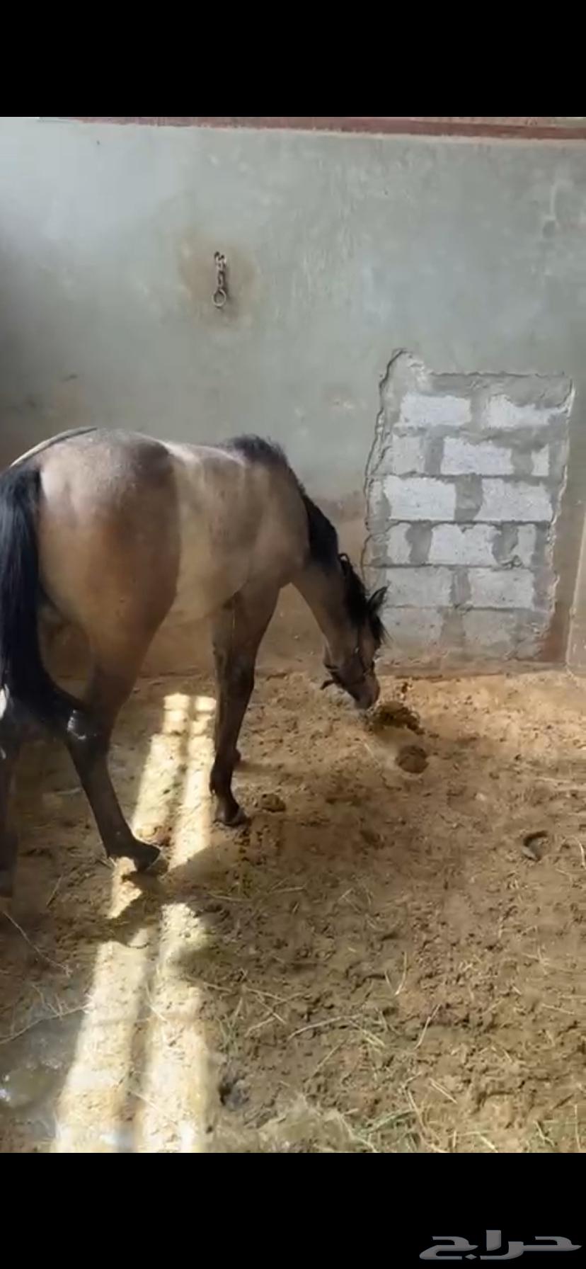 مهر شعبي عطني سومتك لو 900 بقولك تعال خذه63387589640706113