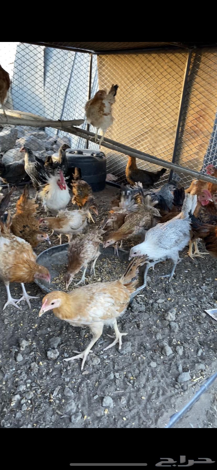 Chicken for sale63381038464514113