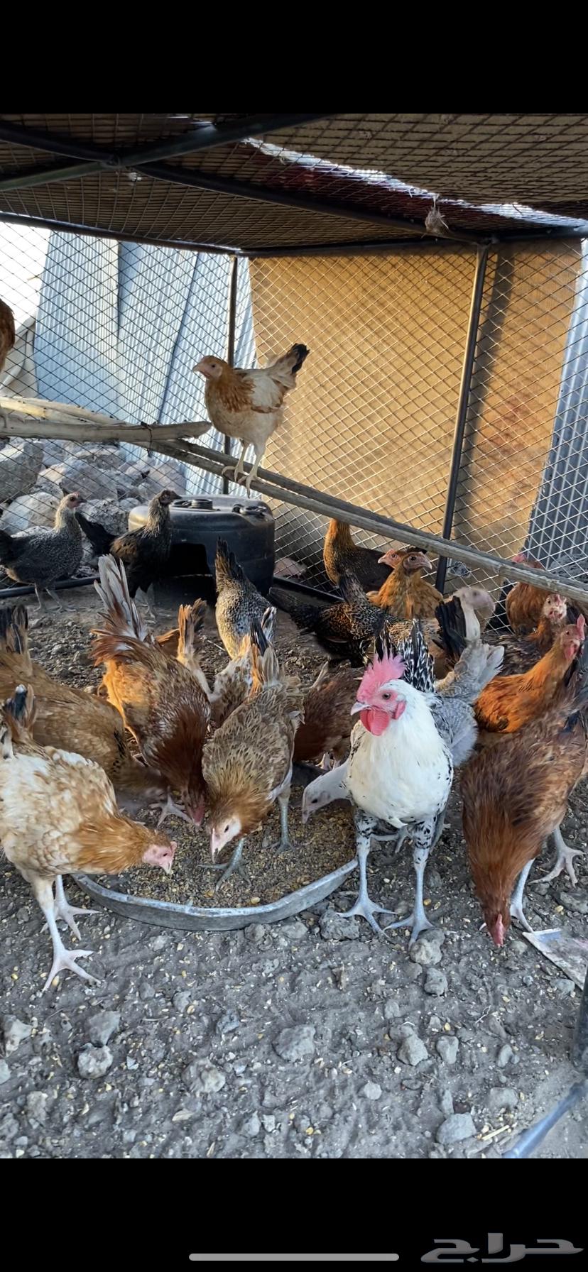 Chicken for sale63381038464514110
