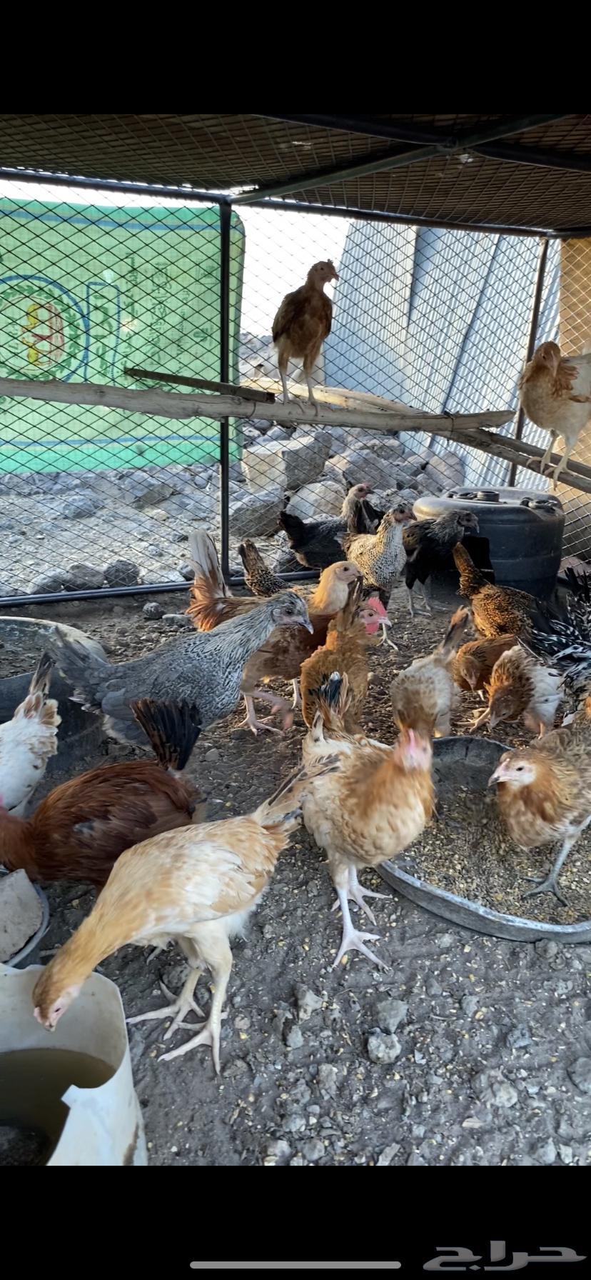 Chicken for sale63381038464514112