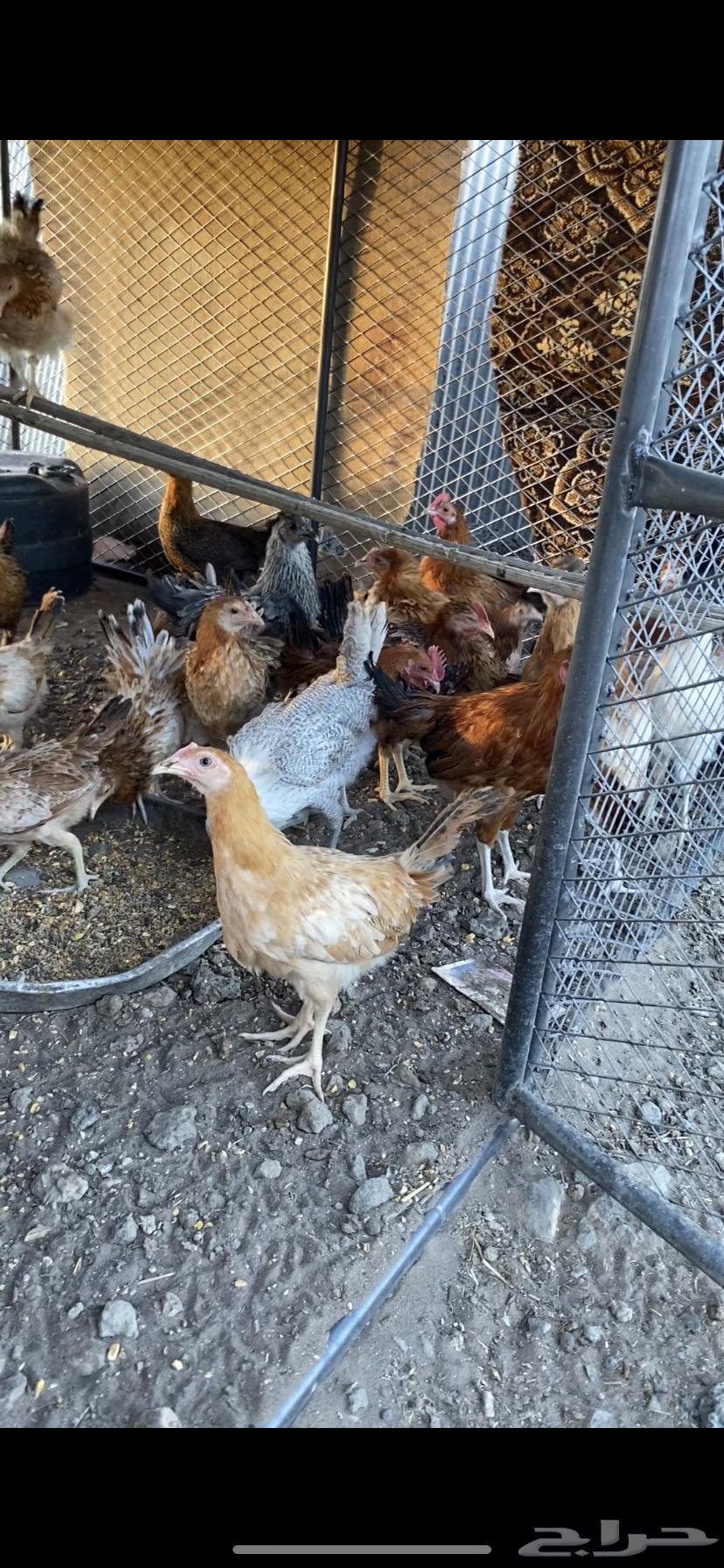 Chicken for sale63381038464514111