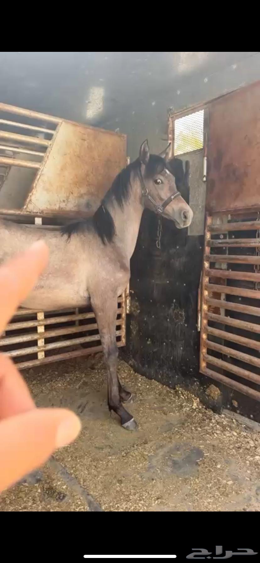 مهر شعبي عطني سومتك لو 900 بقولك تعال خذه63387589640706112