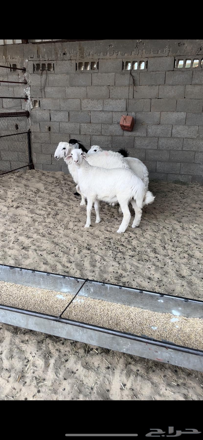 Sheep63386539916801110