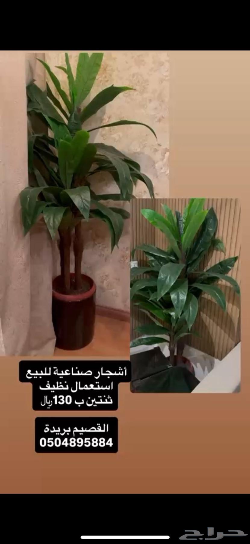 شجرة633874051930891114