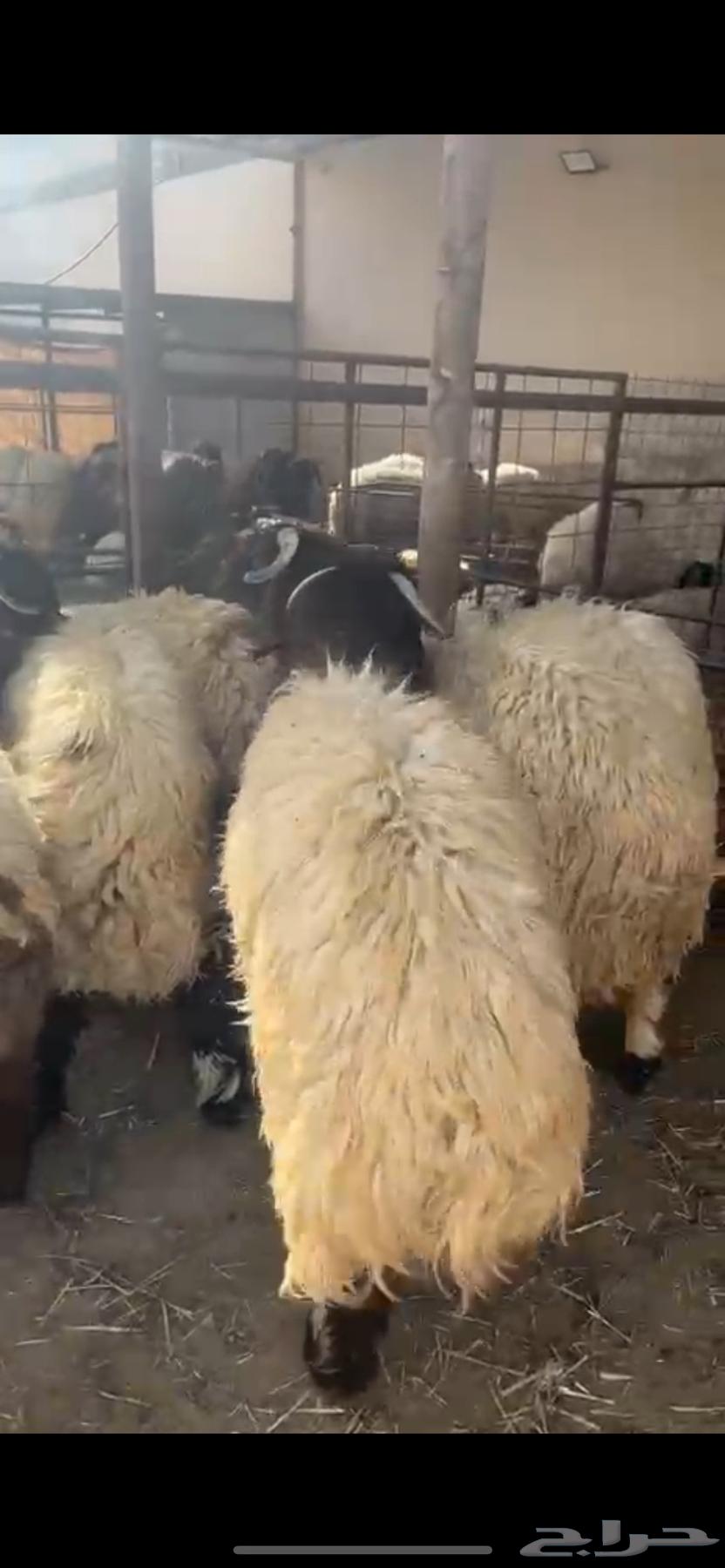 ذبايح بلدي مشروطه من خدمه الذبح والتوصيل للمنزل63387900167937112