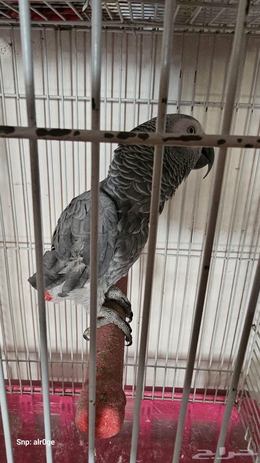 Casko for sale63388757604227118