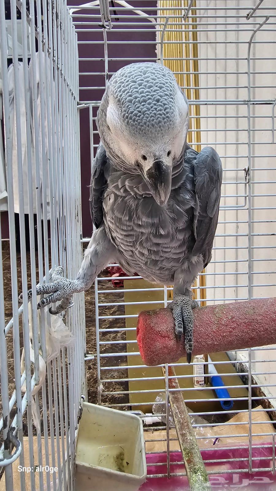 Casko for sale63388757604227112